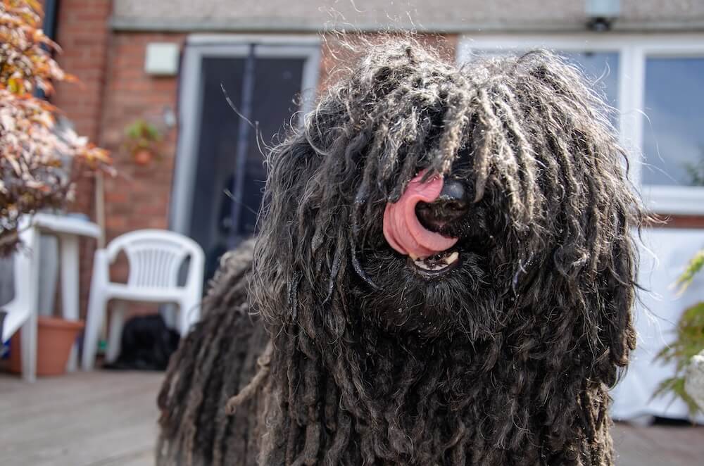 puli