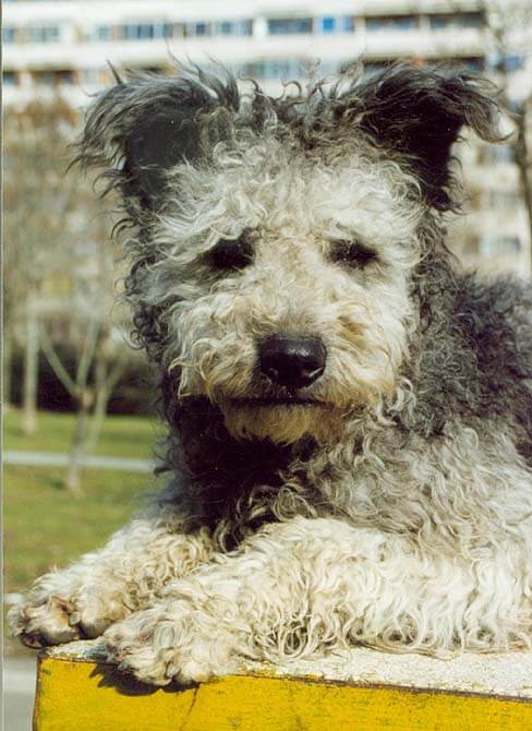 pumi