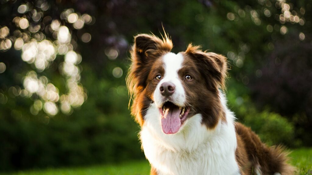 border collie